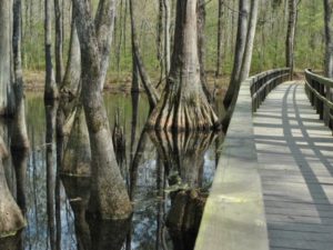 Natchez Trace Bridge