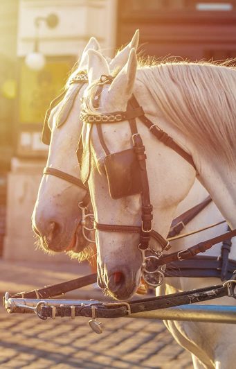 horses pulling a carriage on a sunny day